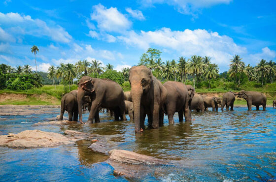 Authentic Sri Lanka 3Nights/4Days