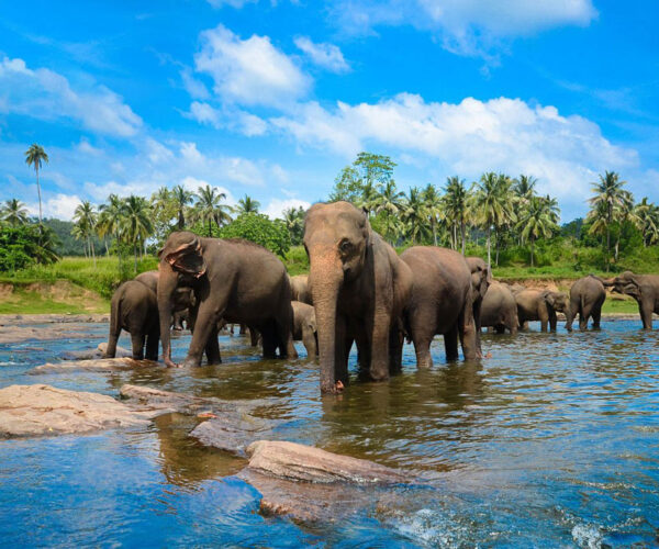 Authentic Sri Lanka 3Nights/4Days